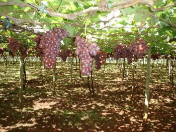 marialva-comemora-boa-colheita-de-uva