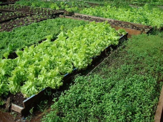 vereador-sugere-a-implantacao-de-hortas-comunitarias-em-terrenos-baldios