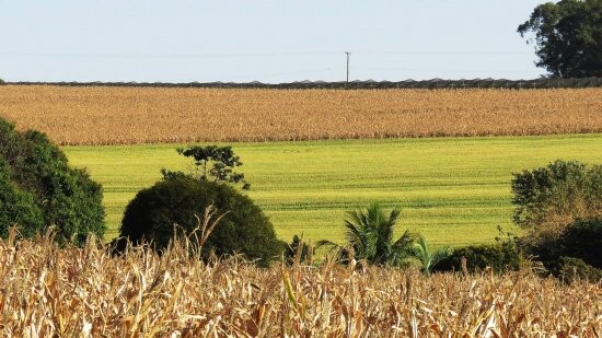 no-dia-mundial-do-meio-ambiente-camara-aprova-projeto-que-institui-o-junho-verde-no-calendario-municipal
