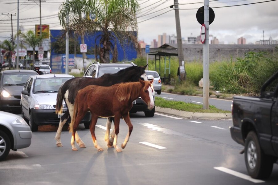 vereadores-aprovam-projeto-que-autoriza-a-prefeitura-a-apreender-cavalos-soltos-nas-ruas-e-estabelece-multa-aos-donos